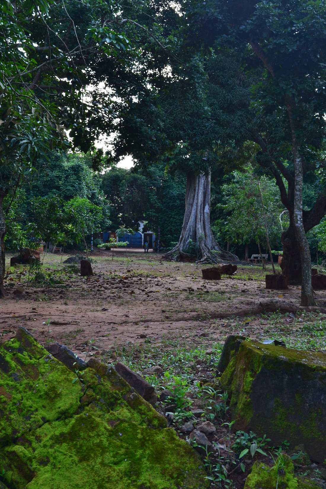 Forêt Sacrée de Kpassè AYIFFA TOURISME